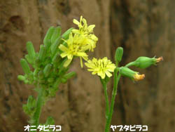 04_0430_oni_ya_tabi.jpg