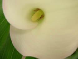 04_0609_calla.jpg