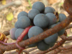05_0915_ebiduru02.jpg