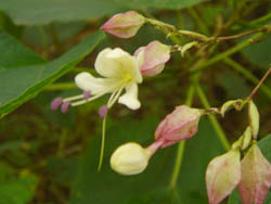 05_0927_kusagi03.jpg