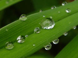05_1004_drops.jpg