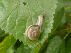05_1012_snail.jpg