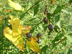 05_1103_yamaimo02.jpg