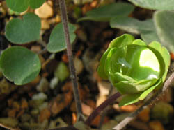 05_1128_s_odamaki02.jpg