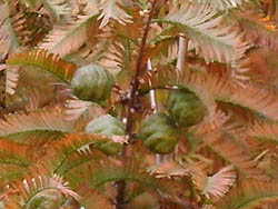 05_1203_meta04.jpg