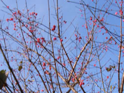 05_1220_mayumi01.jpg