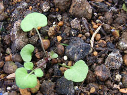 05_1227_sprout04.jpg