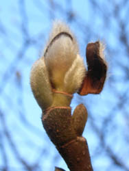 06_0116_h_mokuren02.jpg