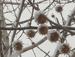 06_0121_snow03.jpg