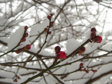 06_0121_snow05.jpg