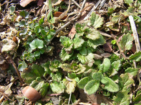 06_0123_0littleweeds.jpg