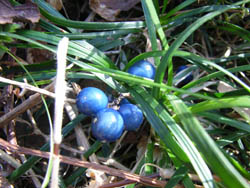 06_0125_10janohige.jpg