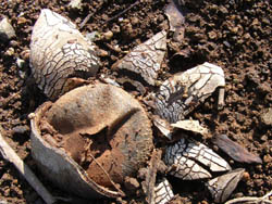 06_0203_tutiguri06.jpg
