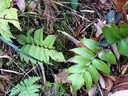 06_0205_1yabuso.jpg