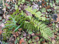 06_0205_2yabuso.jpg