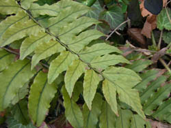 06_0205_3yabuso.jpg