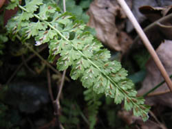 06_0205_fernery05.jpg