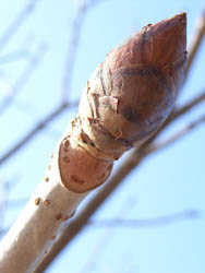 06_0206_btotinoki01.jpg