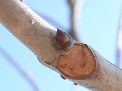 06_0206_btotinoki04.jpg