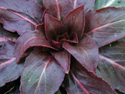 06_0209_rosette01.jpg
