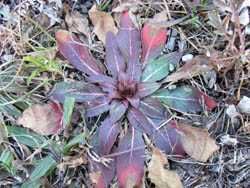 06_0209_rosette02.jpg