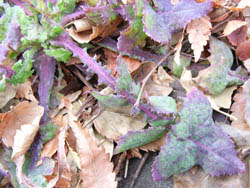 06_0209_rosette03.jpg