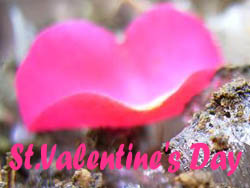 06_0214_1valentine.jpg
