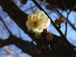 06_0217_ume.jpg