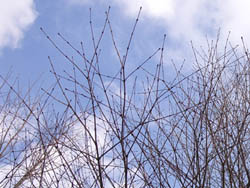 06_0222_katura1.jpg
