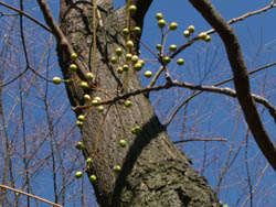 06_0224_sendan5.jpg