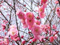 06_0225_ume01.jpg