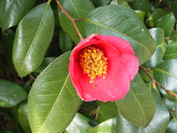 06_0226_3tubaki.jpg