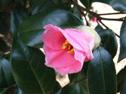 06_0226_4tubaki.jpg