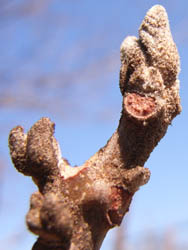 06_0303_aka_gasi3.jpg