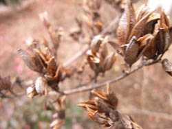 06_0303_lilac3.jpg