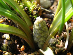 06_0311_muscari1.jpg