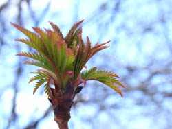 06_0317w_7niwa_nana.jpg