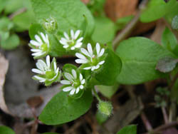 06_0321_hakobe1.jpg