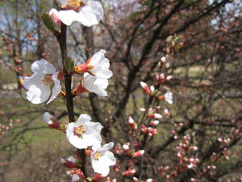 06_0329_7baraka.jpg