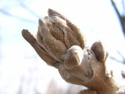 06_0330_05o_kurumi.jpg