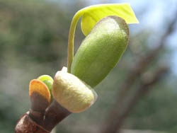 06_0330_yurinoki1.jpg