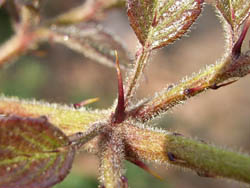 06_0405_taranoki2.jpg