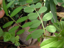 06_0409_karasu_kasuma.jpg