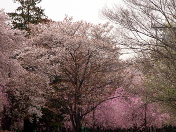 06_0410_sakura02.jpg