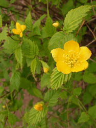 06_0410_yamabuki.jpg