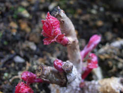 06_0412_7nobudo.jpg