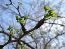 06_0413_icho1.jpg