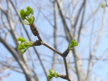 06_0413_icho2.jpg