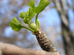 06_0413_icho4.jpg