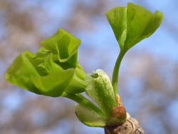 06_0413_icho5.jpg